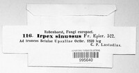Irpex lacteus image